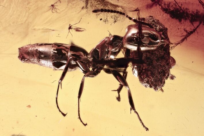 Fossil Ant (Formicidae) with Coprolite (Fossil Poop) in Baltic Amber #335796